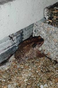 Crapaud épineux 