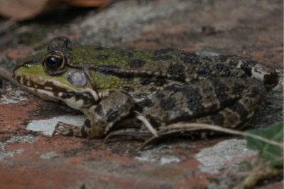 Grenouille verte 