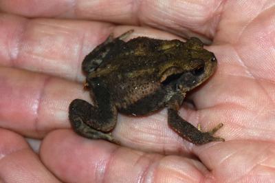 Crapaud