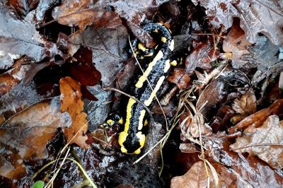 Salamandre tachetée 