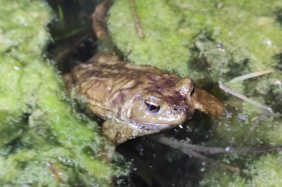 Crapaud