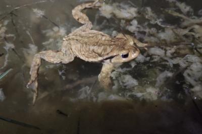 Crapaud