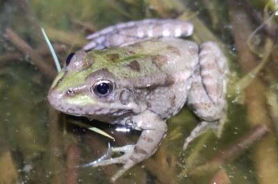 Grenouille rieuse 