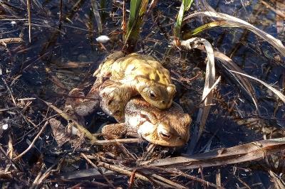 Crapaud