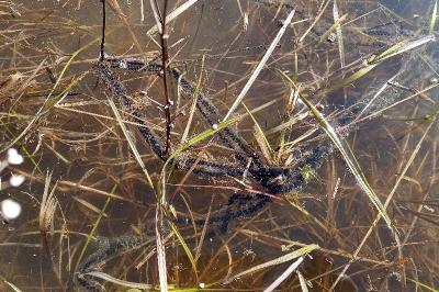 Crapaud