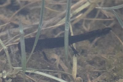Salamandre tachetée 