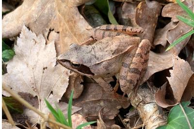 Grenouille agile 