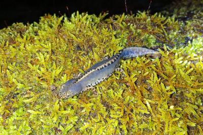 Triton alpestre 