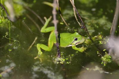 Rainette verte 