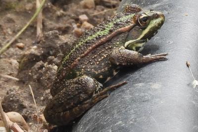 Grenouille verte 