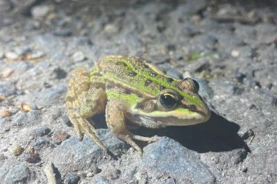 Grenouille verte 