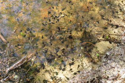 Crapaud