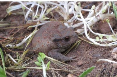 Crapaud commun 