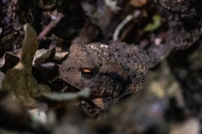 Crapaud commun 