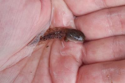 Grenouille rousse 