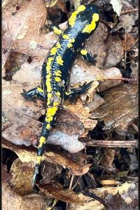 Salamandre tachetée 