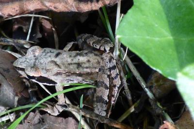 Grenouille agile 