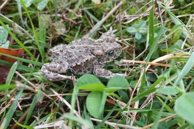 Crapaud calamite 