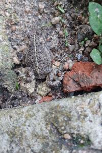 Crapaud calamite 