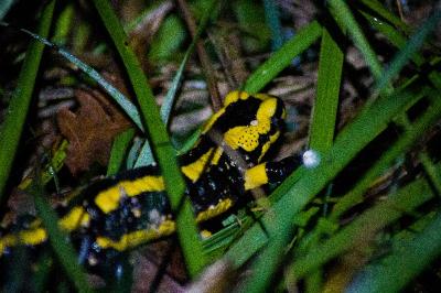 Salamandra salamandra