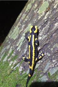 Salamandre tachetée 