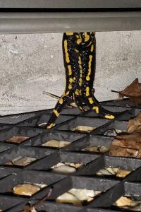 Salamandre tachetée 
