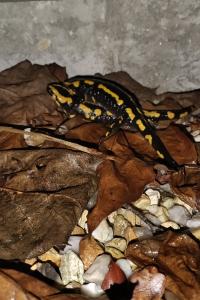 Salamandre tachetée 