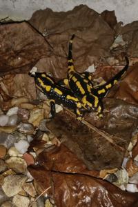 Salamandre tachetée 