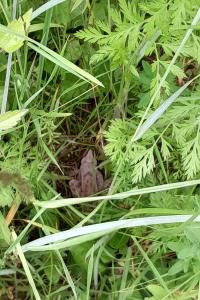 Grenouille agile 