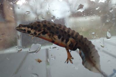 Lissotriton vulgaris