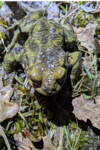 Crapaud commun 
