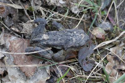 Crapaud