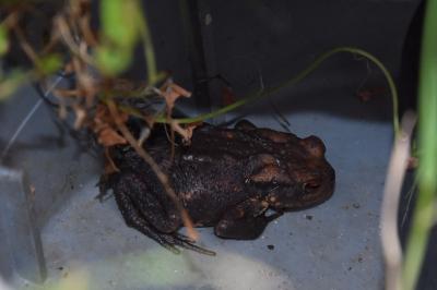 Crapaud