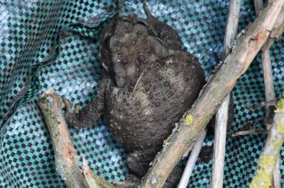 Crapaud