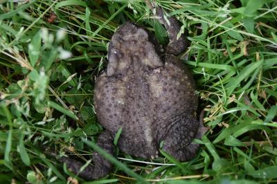 Crapaud