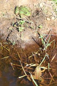 Grenouille rieuse 