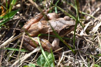 Grenouille agile 