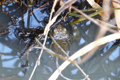 Crapaud