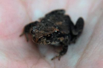 Crapaud