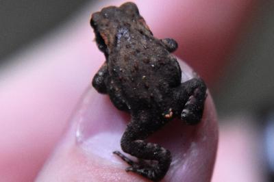 Crapaud