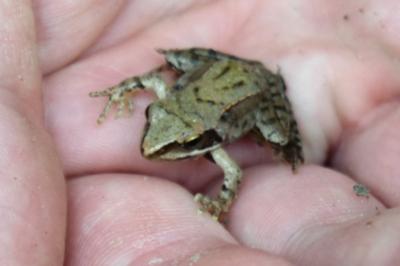 Grenouille agile 