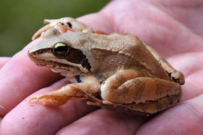 Grenouille agile 