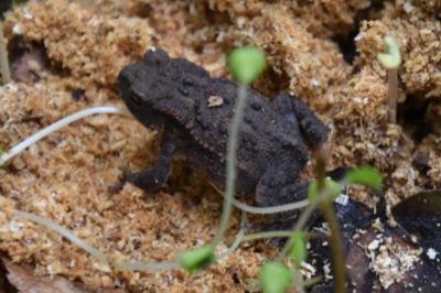 Crapaud