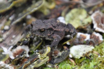 Crapaud