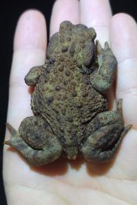 Crapaud
