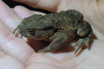 Crapaud