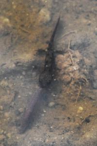 Salamandre tachetée 