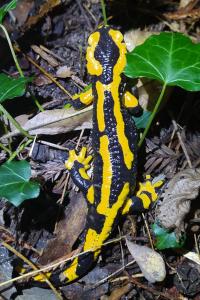 Salamandre tachetée 