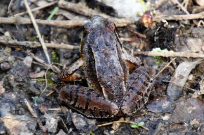 Grenouille rousse 