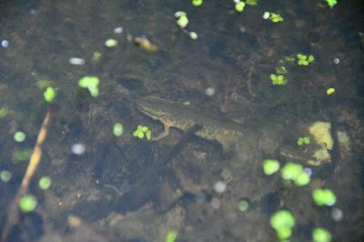 Lissotriton helveticus